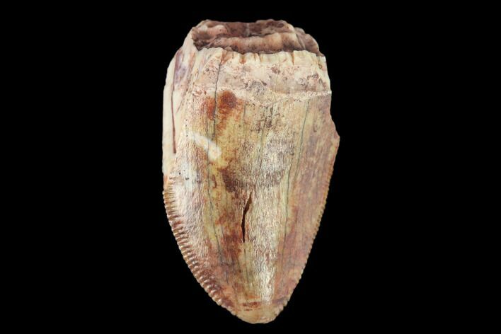 Serrated, Fossil Phytosaur (Redondasaurus) Tooth - New Mexico #133299